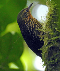 Premnoplex brunnescens