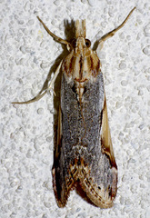 Loxostege albiceralis