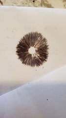 Psathyrella frustulenta