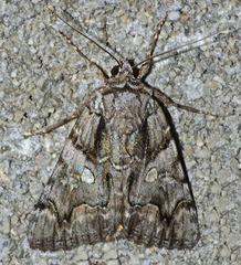 Catocala verrilliana