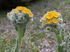 Senecio integerrimus major