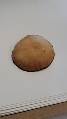 Psathyrella frustulenta