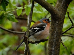 Fringilla coelebs
