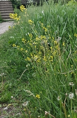 Sisymbrium polymorphum