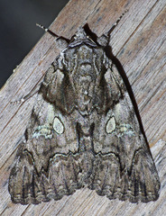 Catocala verrilliana