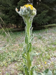 Senecio integerrimus major
