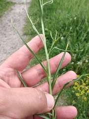 Sisymbrium polymorphum