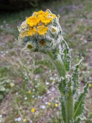 Senecio integerrimus major