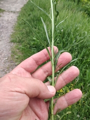 Sisymbrium polymorphum