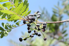 Pistacia mexicana