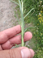 Sisymbrium polymorphum