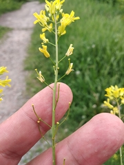 Sisymbrium polymorphum