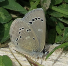 Glaucopsyche lygdamus image