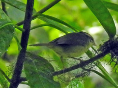 Basileuterus melanotis