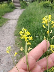 Sisymbrium polymorphum