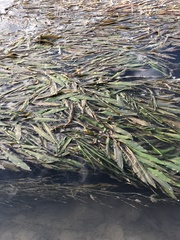 Potamogeton illinoensis