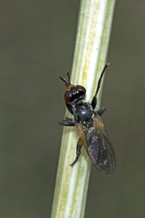 Thecophora atra