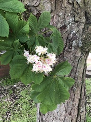 Aesculus hippocastanum