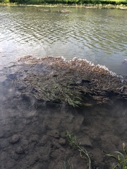 Potamogeton illinoensis