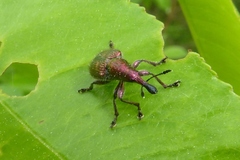 Rhynchites auratus