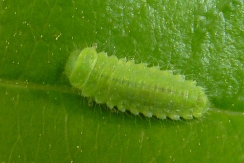 Penkiataškis Dygblauzdis nuotrauka