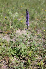 Veronica porphyriana