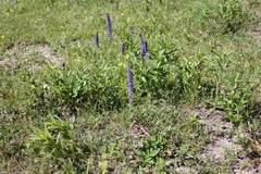 Veronica porphyriana