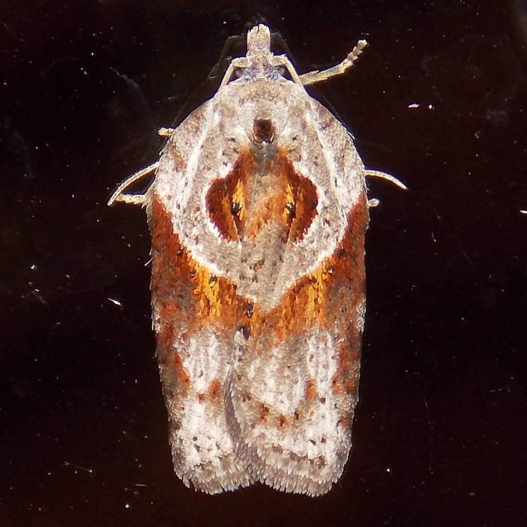 Stained-back Leafroller Moth