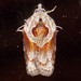 Stained-back Leafroller Moth - Photo (c) Fyn Kynd, some rights reserved (CC BY)