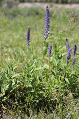 Veronica porphyriana