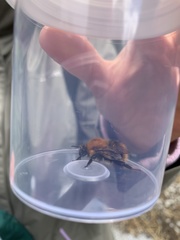 Bombus pascuorum
