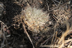 Mammillaria rettigiana