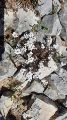 Iberis procumbens