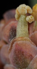 Ephedra antisyphilitica
