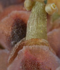 Ephedra antisyphilitica