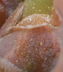 Ephedra antisyphilitica