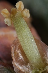 Ephedra antisyphilitica
