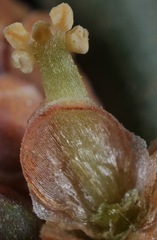 Ephedra antisyphilitica