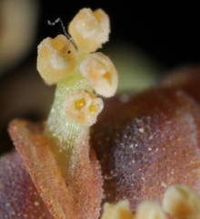 Ephedra antisyphilitica