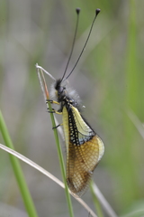 Libelloides baeticus
