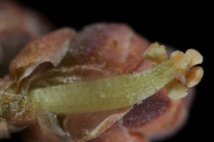 Ephedra antisyphilitica