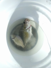 Amphistichus argenteus