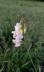 Lathyrus pallescens
