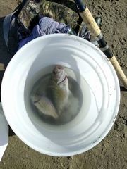 Amphistichus argenteus