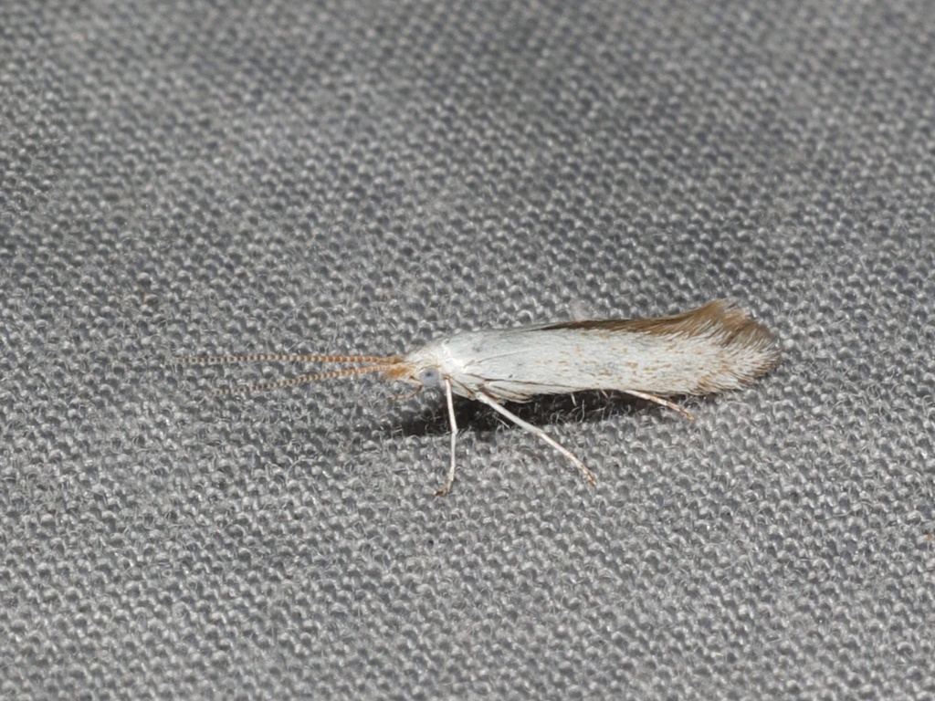 American Pistol Casebearer Moth