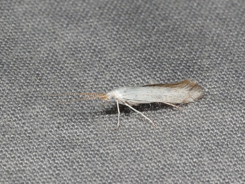 American Pistol Casebearer Moth