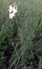 Lathyrus pallescens