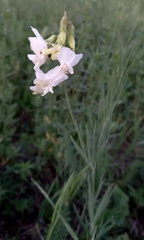 Lathyrus pallescens
