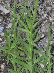 Centaurea sulphurea
