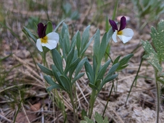 Viola hallii